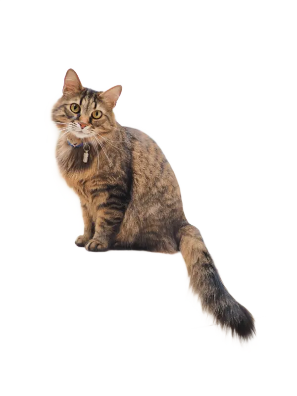 Cat with background removed, fur edges preserved