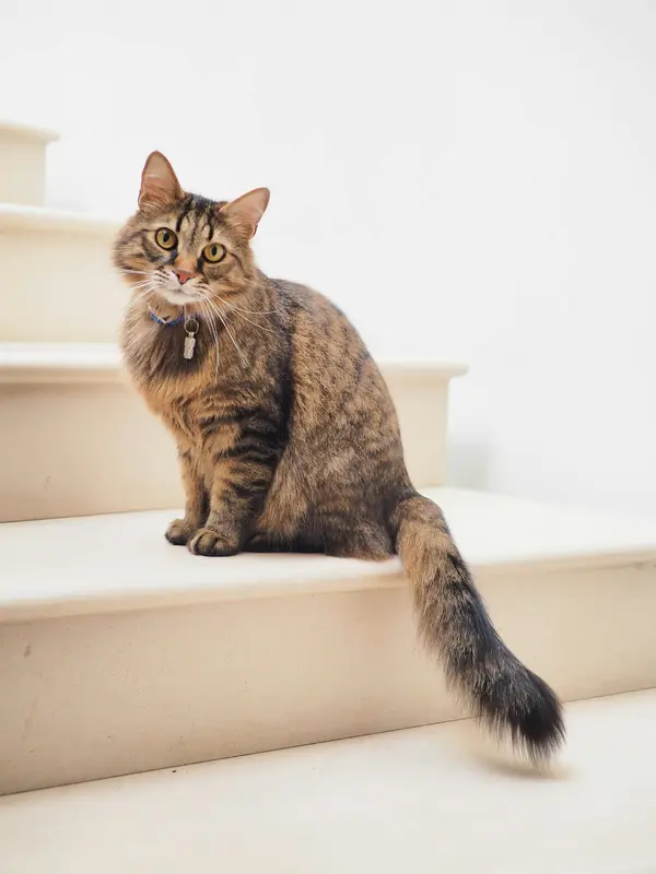 Original photo of cat on stairs